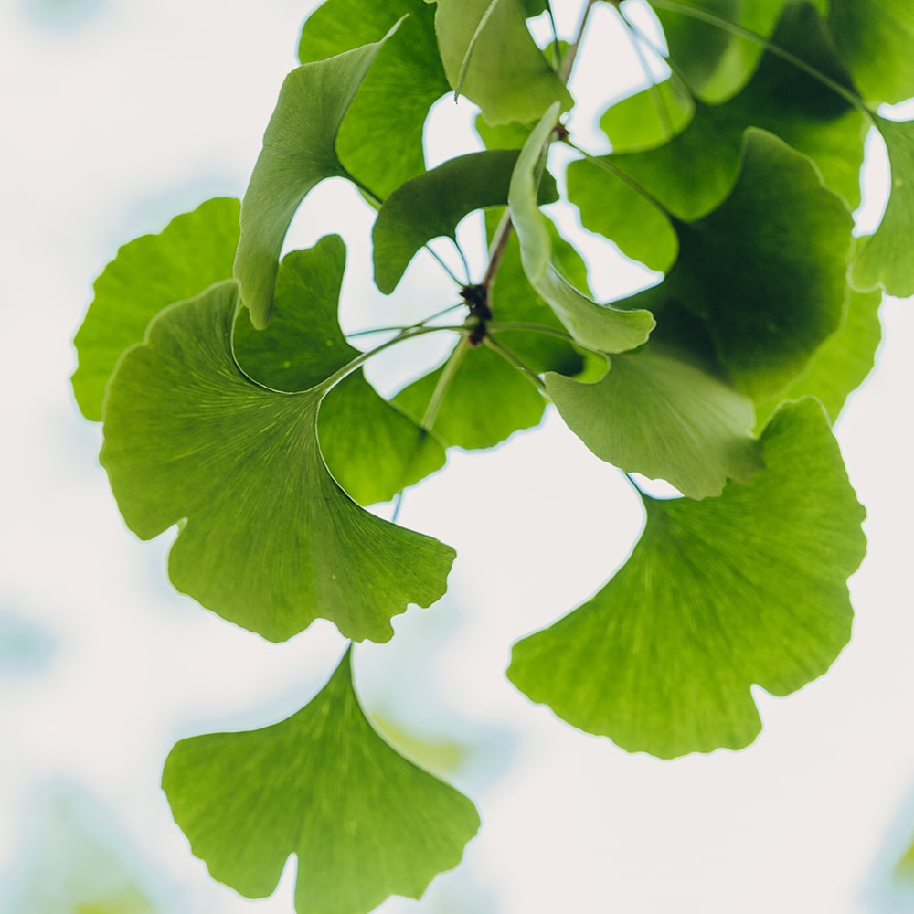 A Ginkgo biloba felgyorsíthatja az agy javulását stroke után