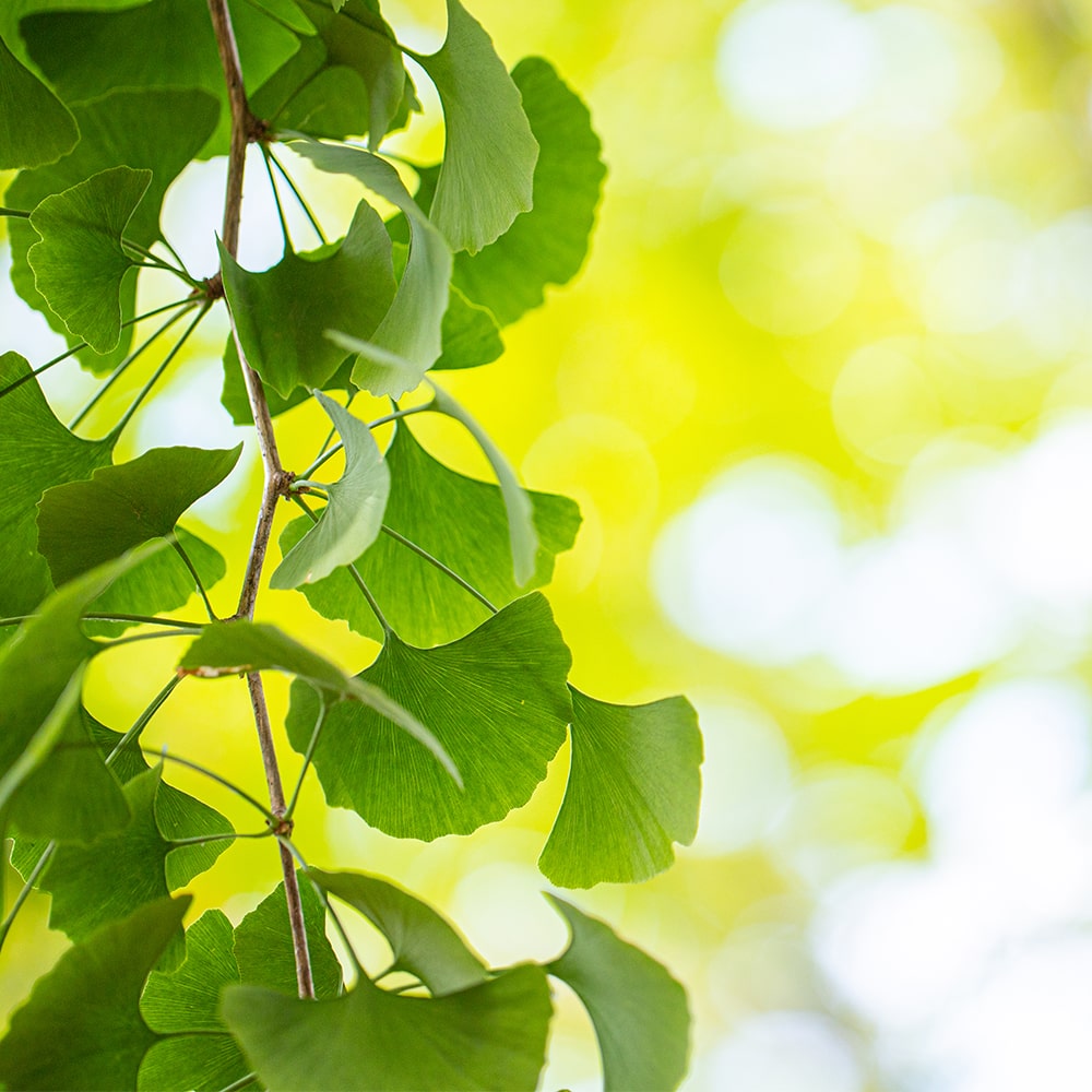 A Ginkgo biloba egészségügyi előnyei