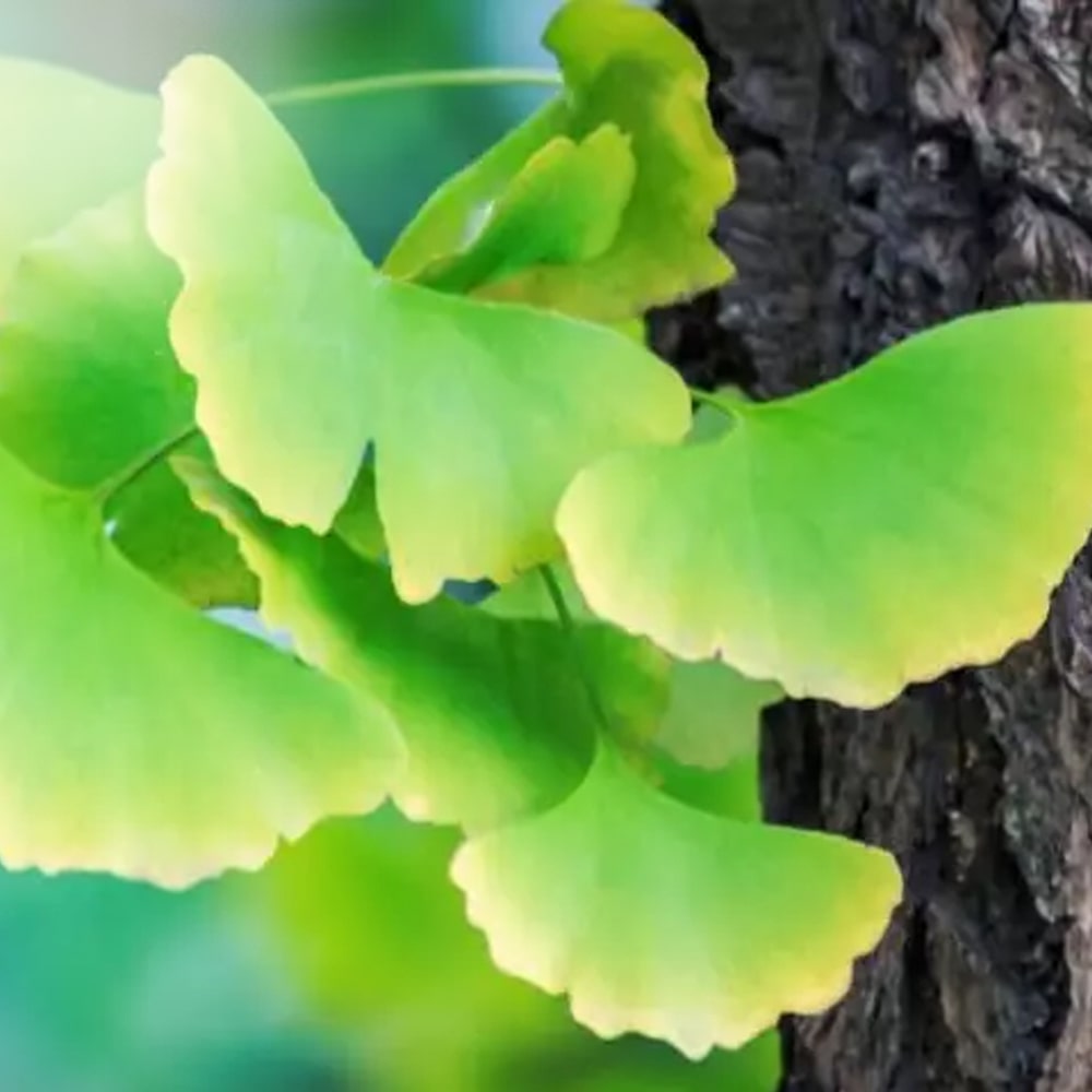 A Ginkgo Biloba hatása az agyi és mentális funkciókra