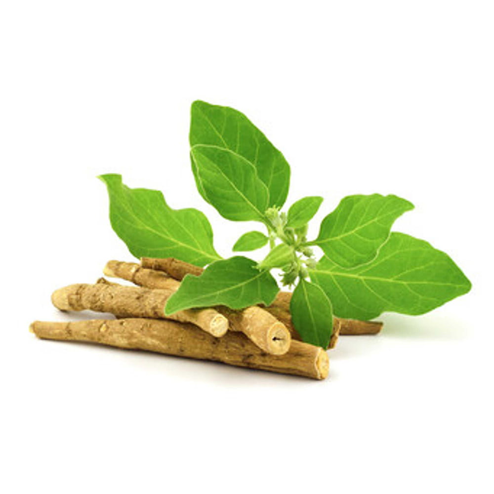 Ashwagandha – egyensúly stresszes időkben