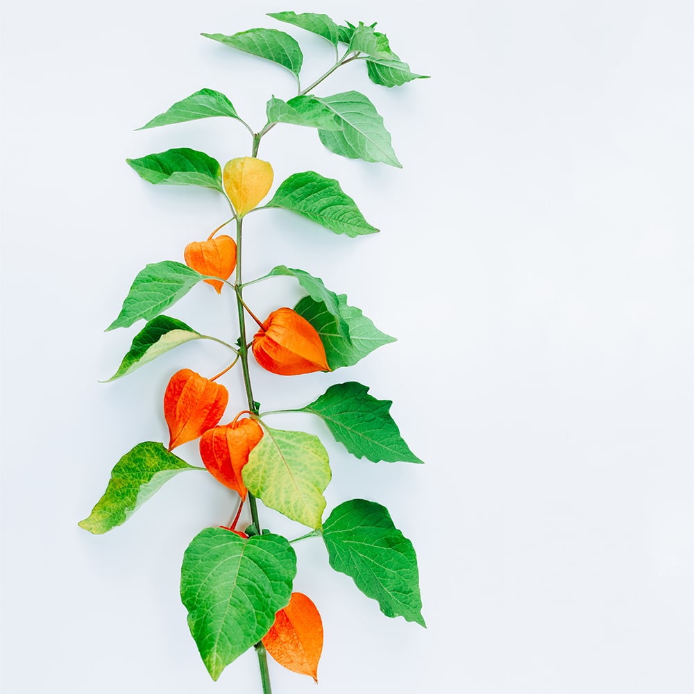 Ashwagandha: Milyen pozitív előnyökkel jár a rendszeres fogyasztása?