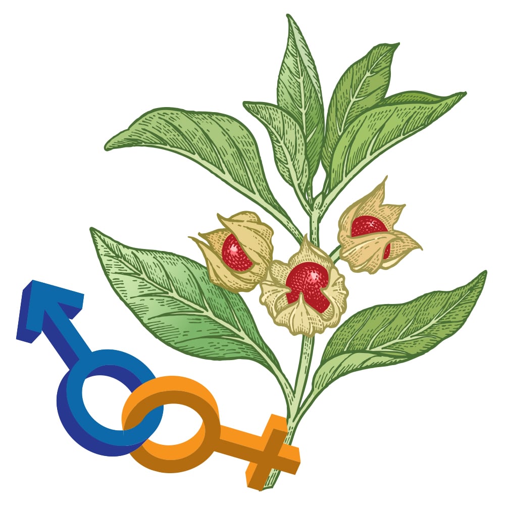 Az Ashwagandha jótékony hatással van a szexualitásra!