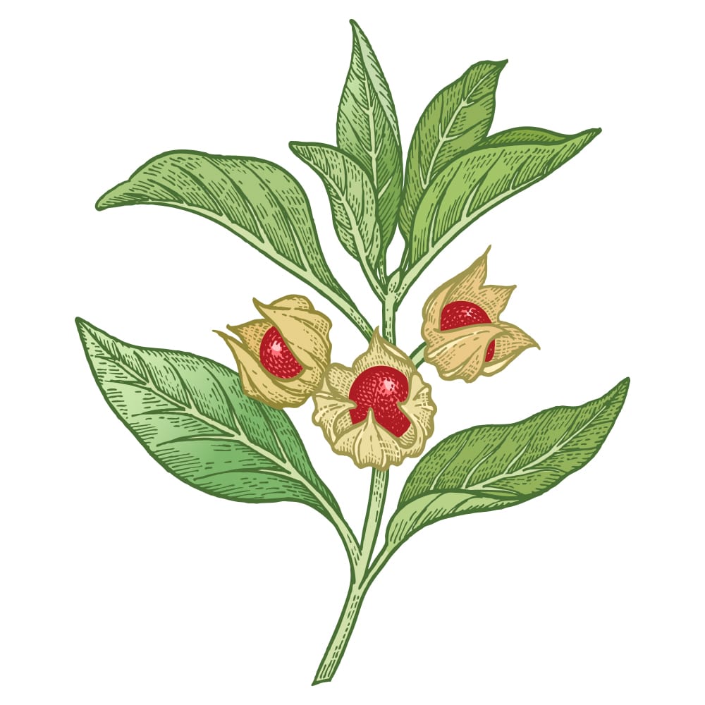 Ashwagandha: hatással van a szellemi és fizikai teljesítményre!
