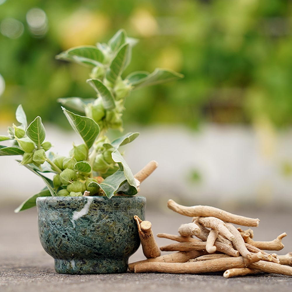 Ashwagandha: A természet csodája az egészség szolgálatában