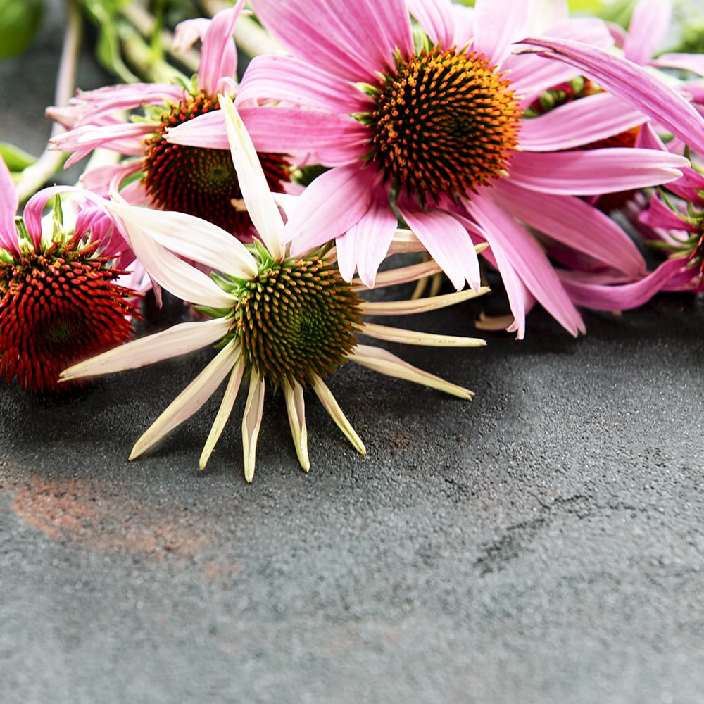 Az Echinacea előnyei és felhasználása