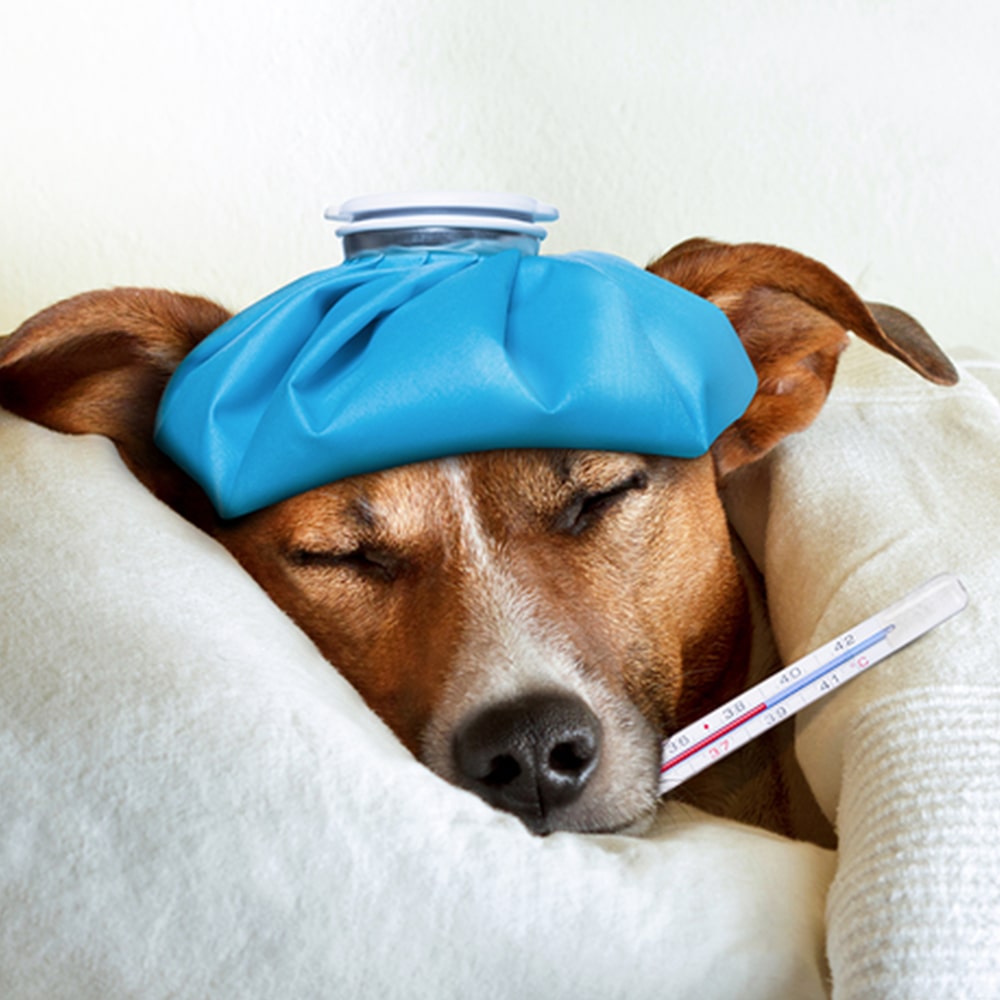 Influenza megelőzés
